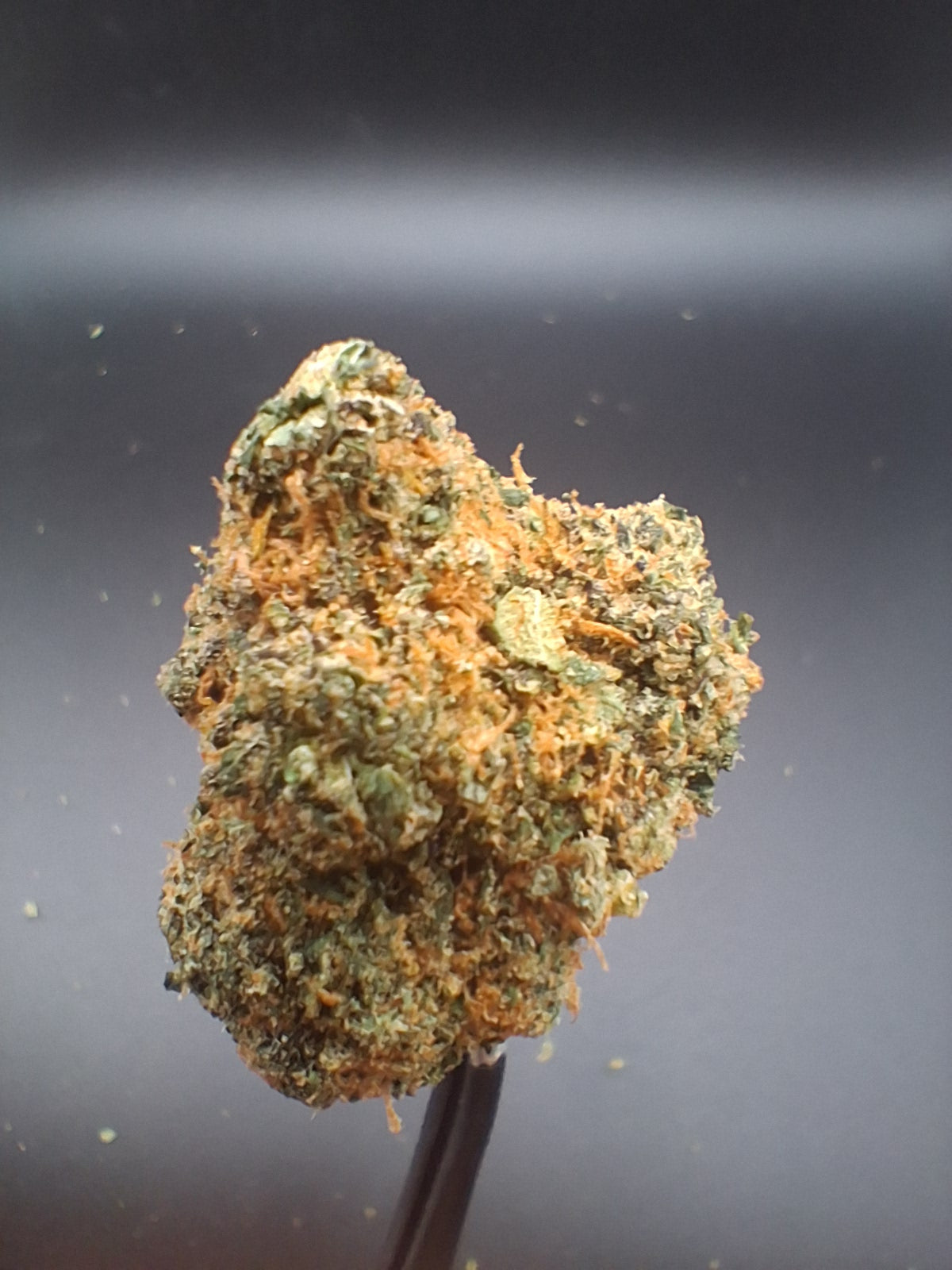 Connoisseur Box
