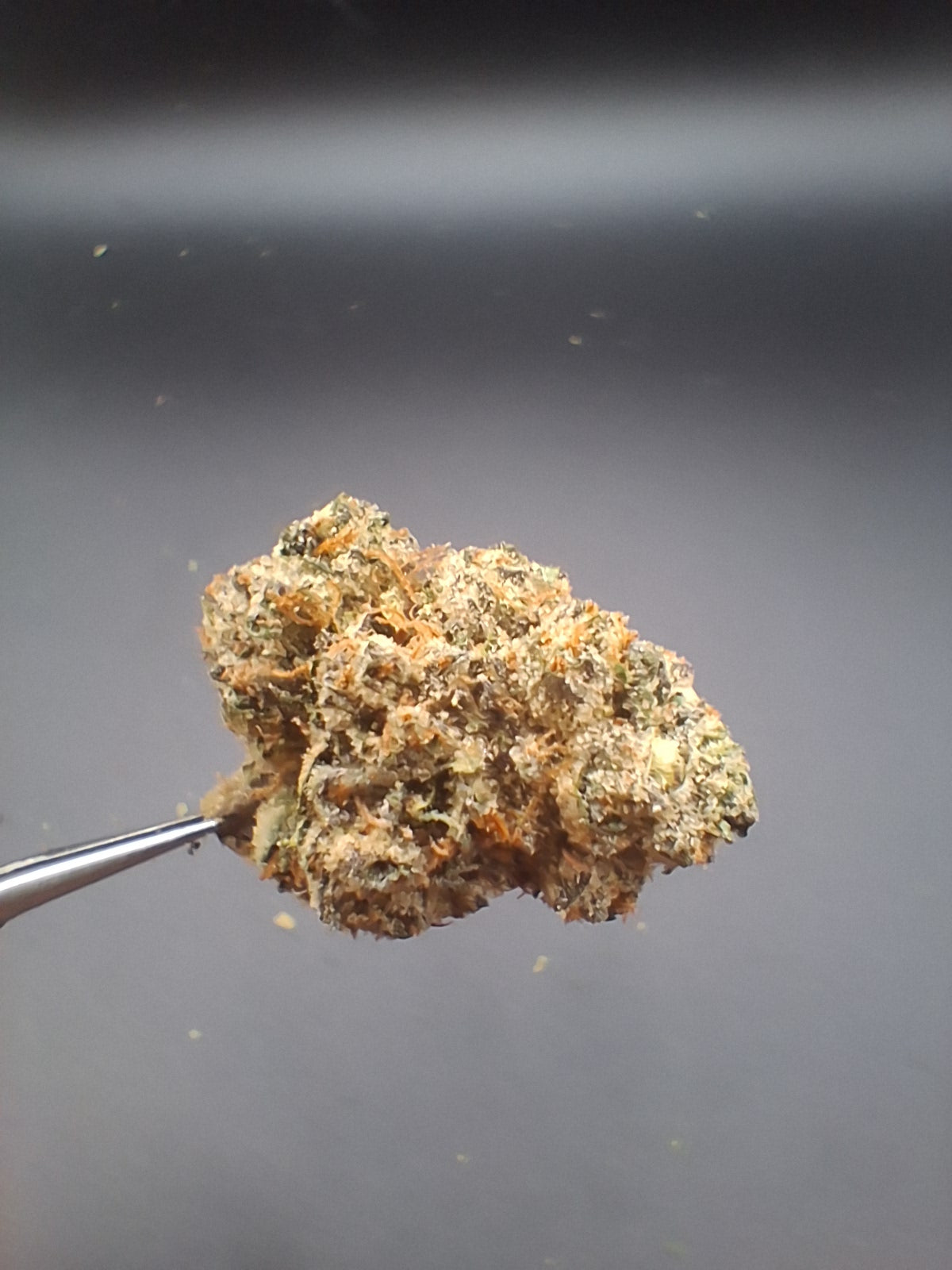 Connoisseur Box