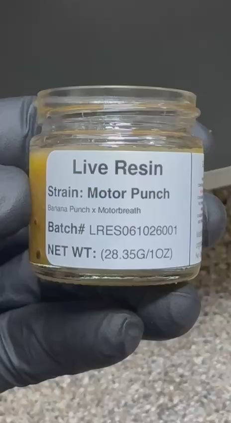 Connoisseur Live Resin Motor Punch (Banana Punch X Motorbreath)